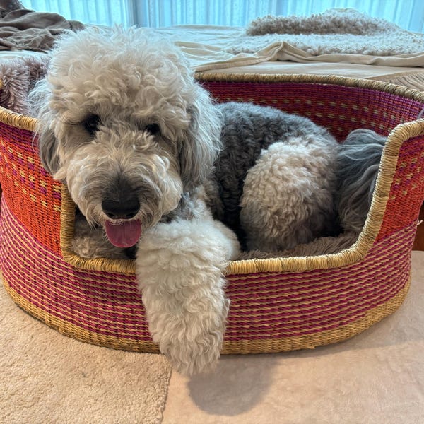 Yogi Hand-Woven Dog Bed